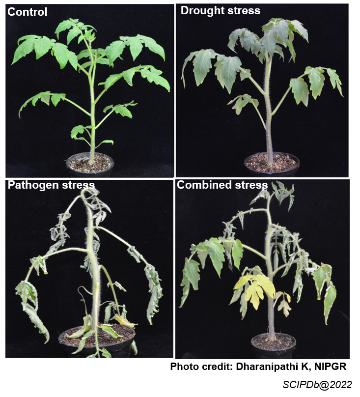 stress-combination-and-their-interactions-in-plants-scip-database